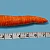 Hoe word je penis groter: 10 populaire technieken uitgelegd